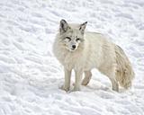 arctic-fox-mammal-fox-wildlife-1170655.jpg