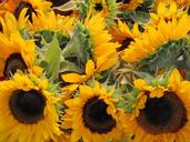 sunflowers-yellow-flower-big-389601.jpg