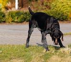 dog-hunting-dog-pointing-dog-642717.jpg