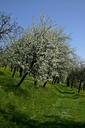 orchard-tree-blossom-bloom-bloom-480714.jpg