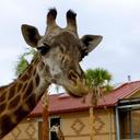 giraffe-zoo-animals-540146.jpg