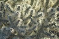 cactus-arizona-desert-salt-river-1132236.jpg