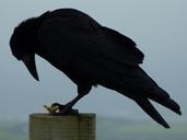 crow-raven-bird-black-animal-eat-456996.jpg