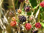 blackberries-wild-nature-summer-939420.jpg