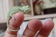 chameleon-yemen-chameleon-reptile-276600.jpg