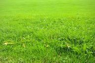 meadow-green-rush-juicy-200576.jpg