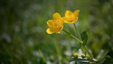 buttercup-plant-weed-toxic-meadow-764604.jpg