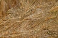 barley-feed-cereals-field-1499961.jpg