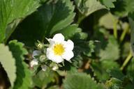 strawberry-flower-green-white-108826.jpg