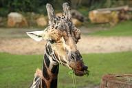 giraffe-head-big-game-zoo-animal-620538.jpg