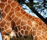 giraffe_skin.jpg