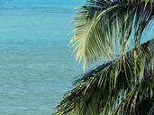 coconut-tree-mar-brazil-silhouette-896461.jpg