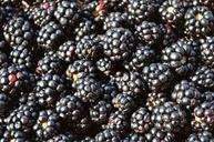 blackberries-fruit-888228.jpg