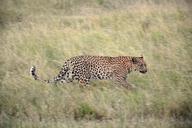 leopard-grass-africa-attention-1076262.jpg