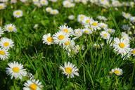 daisy-flower-blossom-bloom-white-324406.jpg