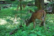 deer-forest-wildlife-wild-doe-973734.jpg