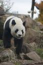 panda-animal-wild-1060260.jpg