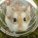 hamster-brown-cute-animal-pet-1149177.jpg