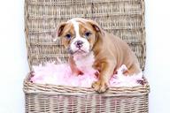 puppy-bulldog-dog-sweet-pet-1118582.jpg