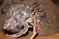 crab-hermit-crab-crustacean-shell-1612449.jpg