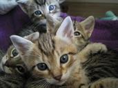 kittens-eyes-cat-668876.jpg