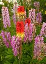 flower-argentina-patagonia-nature-643552.jpg