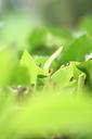 green-leaf-foliage-nature-plant-423763.jpg