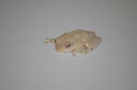 frog-amphibian-animal-wildlife-621839.jpg