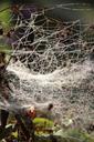 spider-webs-autumn-indian-summer-506984.jpg