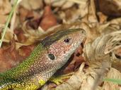 lizard-green-reptile-nature-634300.jpg