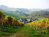 vineyard-oberkirch-bottenau-245083.jpg