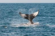 whale-ocean-tail-monterey-630256.jpg