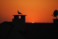 istanbul-turkey-seagull-sunset-217932.jpg