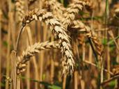 wheat-bread-wheat-seed-wheat-spike-609910.jpg