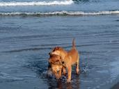 puppy-beach-water-blue-playing-631337.jpg