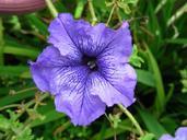 purple-purple-petunia-flower-73616.jpg