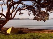 pohutukawa-tree-boat-coast-lake-666814.jpg