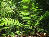 fern-green-forest-plant-nature-567857.jpg