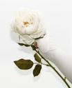 white-rose-glove-white-rose-fake-665757.jpg