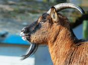 billy-goat-goat-horns-goatee-1267765.jpg