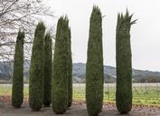 Carefully sculpted entryway bushes in Rutherford in the wine country of Napa Valley, California LCCN2013630835.tif.tiff