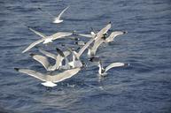 seagulls-birds-bird-flight-sea-738757.jpg