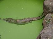 alligator-wildlife-nature-reptile-389197.jpg