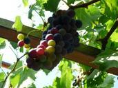 grapes-harvest-autumn-wine-fruit-498195.jpg