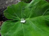 water-drops-leaves-greens-leafy-205645.jpg