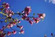 magnolia-magnolia-blossom-blossom-324293.jpg