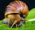 snail-slimy-land-snail-reptiles-424133.jpg