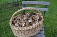 basket-mushroom-the-catch-morel-515186.jpg