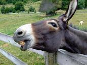 donkey-fence-nature-outside-animal-105719.jpg