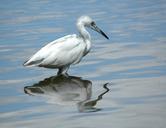 egret-white-bird-wading-wetland-84662.jpg